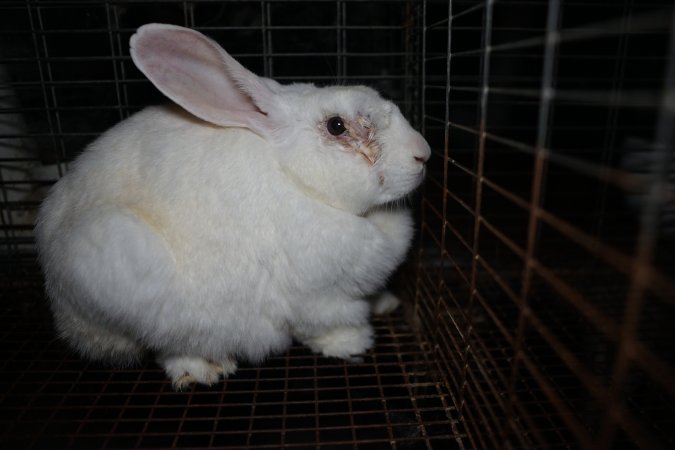 Rabbit with infected eye in a cage