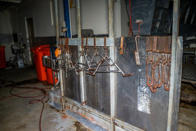 Kill room in sheep/rabbit slaughterhouse