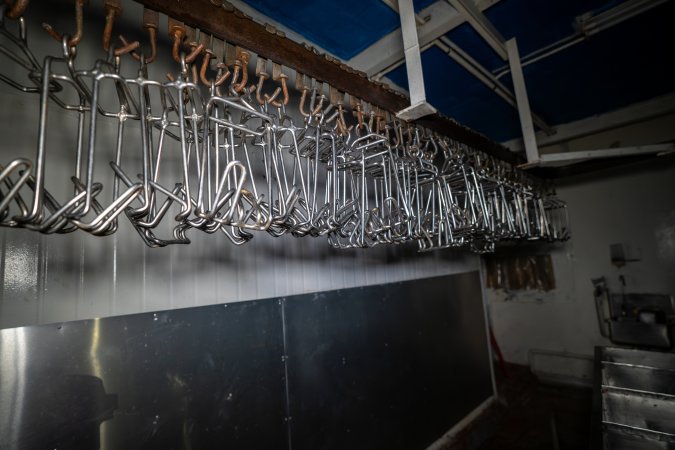 Shackles hanging in rabbit slaughterhouse