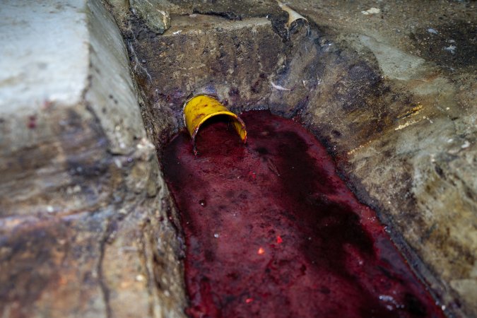 Drain filled with thick blood in rabbit slaughterhouse