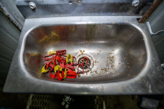 Ear tags in sink