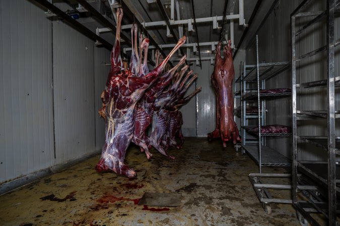 Carcasses hanging in chiller room