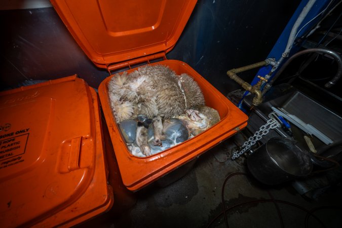 Bin of sheep parts/organs