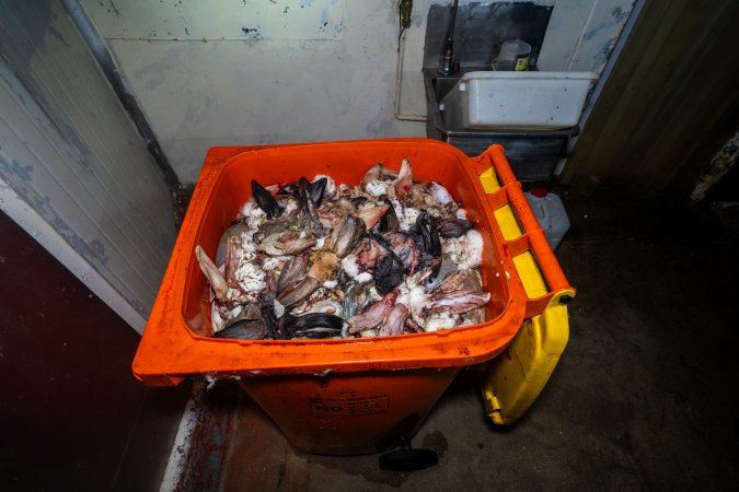 Bin of rabbit heads