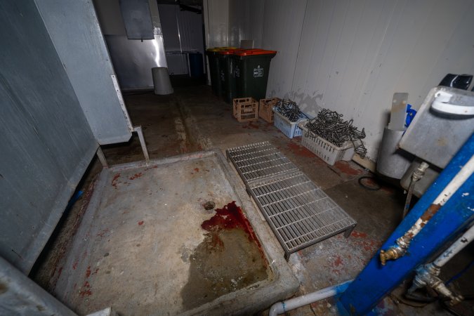 Kill room in rabbit/sheep slaughterhouse