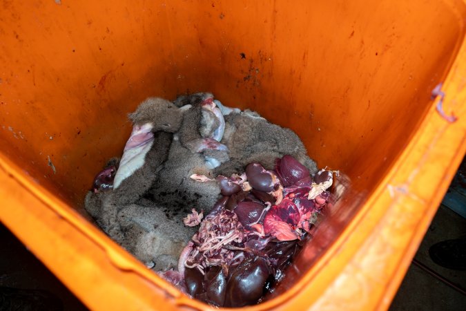 Discarded body parts in bin