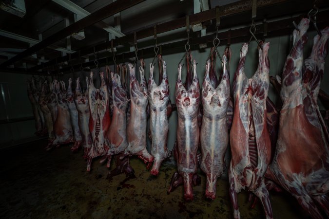 Carcasses hanging in chiller room