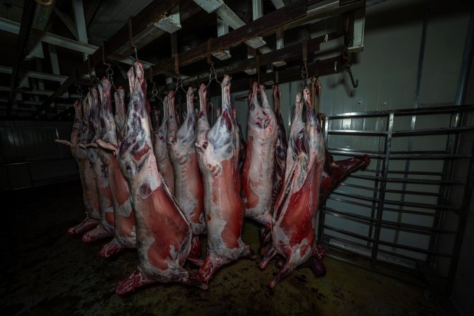 Carcasses hanging in chiller room