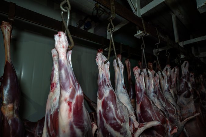 Carcasses hanging in chiller room