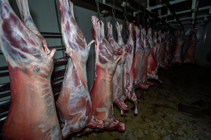 Carcasses hanging in chiller room