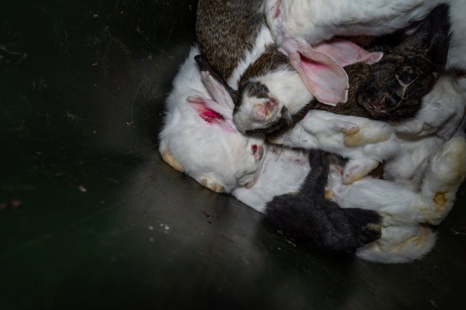 Bin of discarded dead rabbits