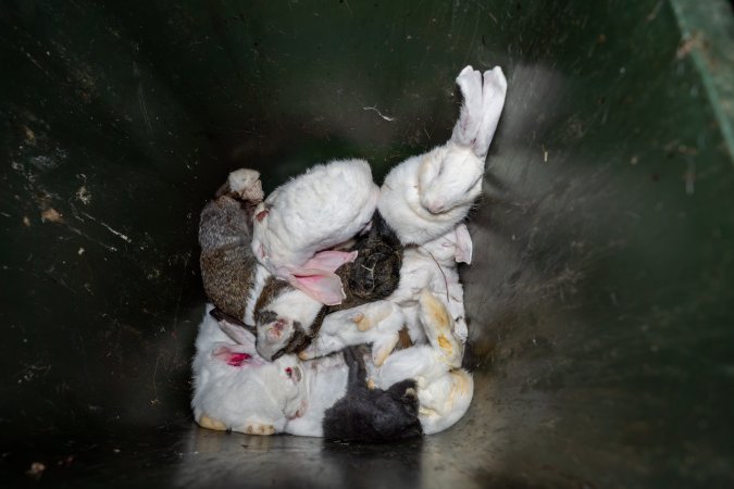 Bin of discarded dead rabbits