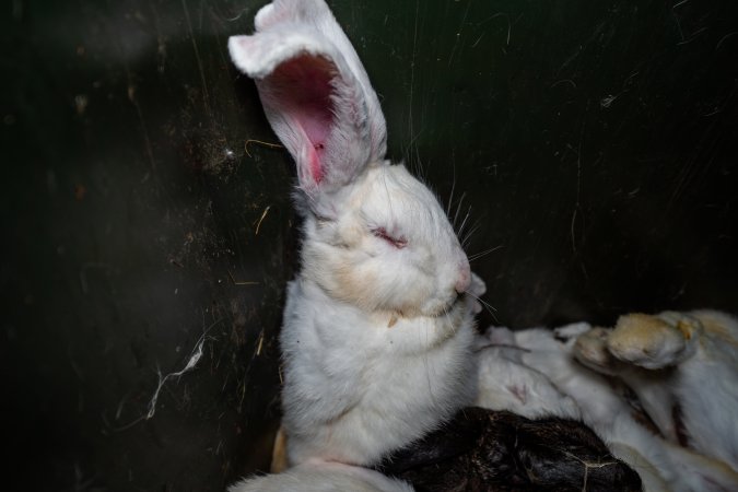 Bin of discarded dead rabbits