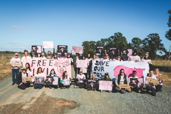 Animal activists asking for the release of Olivia (sow 8416) at Midland Bacon in Victoria