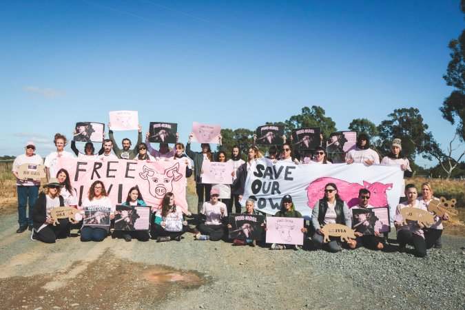 Animal activists asking for the release of Olivia (sow 8416) at Midland Bacon in Victoria