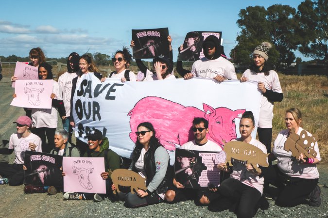 Animal activists asking for the release of Olivia (sow 8416) at Midland Bacon in Victoria