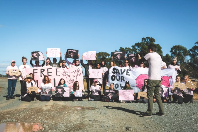 Animal activists asking for the release of Olivia (sow 8416) at Midland Bacon in Victoria