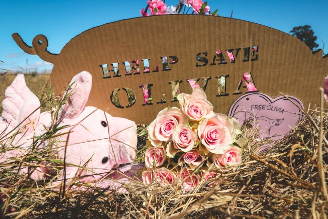 Animal activists asking for the release of Olivia (sow 8416) at Midland Bacon in Victoria