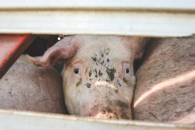 Activists bearing witness to pigs being unloaded at Benalla pig slaughterhouse in Victoria