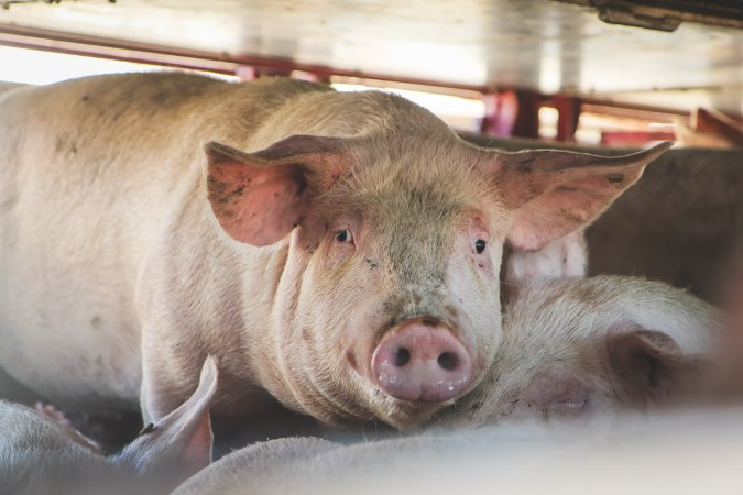 Activists bearing witness to pigs being unloaded at Benalla pig slaughterhouse in Victoria