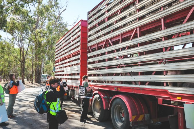 Activists bearing witness to pigs being unloaded at Benalla pig slaughterhouse in Victoria