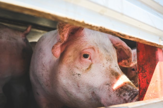 Activists bearing witness to pigs being unloaded at Benalla pig slaughterhouse in Victoria