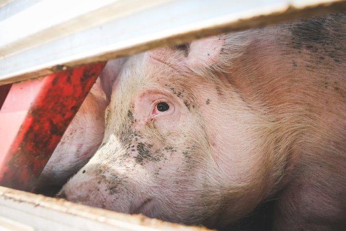 Activists bearing witness to pigs being unloaded at Benalla pig slaughterhouse in Victoria