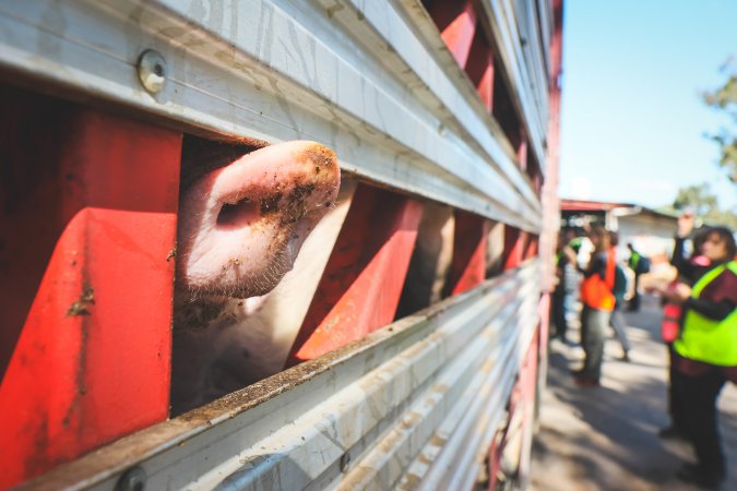 Activists bearing witness to pigs being unloaded at Benalla pig slaughterhouse in Victoria