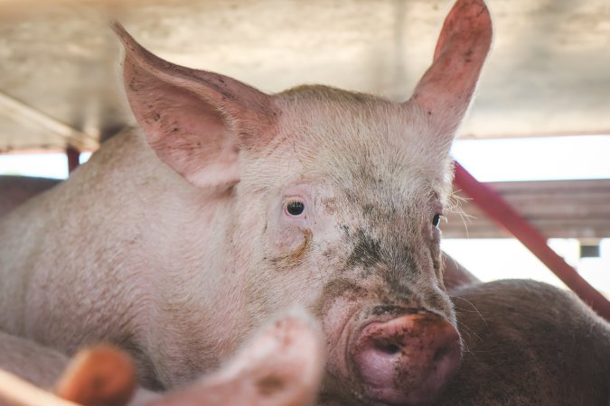 Activists bearing witness to pigs being unloaded at Benalla pig slaughterhouse in Victoria