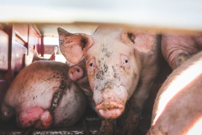 Activists bearing witness to pigs being unloaded at Benalla pig slaughterhouse in Victoria