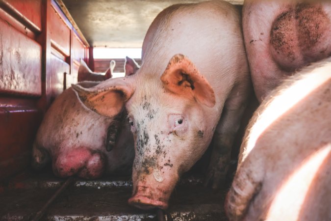 Activists bearing witness to pigs being unloaded at Benalla pig slaughterhouse in Victoria