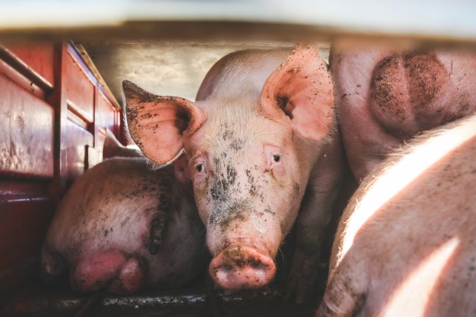 Activists bearing witness to pigs being unloaded at Benalla pig slaughterhouse in Victoria