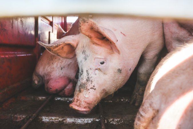 Activists bearing witness to pigs being unloaded at Benalla pig slaughterhouse in Victoria