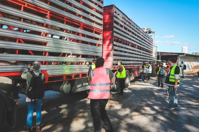 Activists bearing witness to pigs being unloaded at Benalla pig slaughterhouse in Victoria