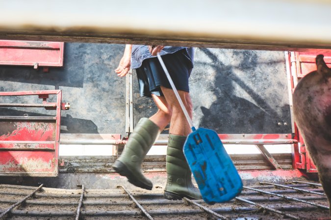 Activists bearing witness to pigs being unloaded at Benalla pig slaughterhouse in Victoria