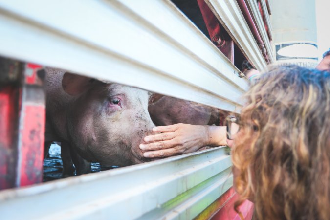 Activists bearing witness to pigs being unloaded at Benalla pig slaughterhouse in Victoria