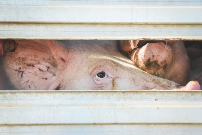 Activists bearing witness to pigs being unloaded at Benalla pig slaughterhouse in Victoria