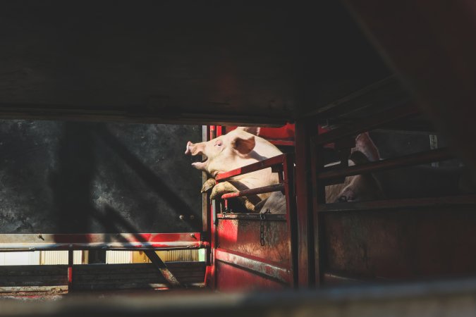 Activists bearing witness to pigs being unloaded at Benalla pig slaughterhouse in Victoria