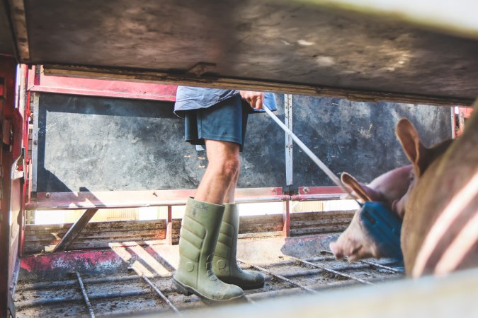 Activists bearing witness to pigs being unloaded at Benalla pig slaughterhouse in Victoria