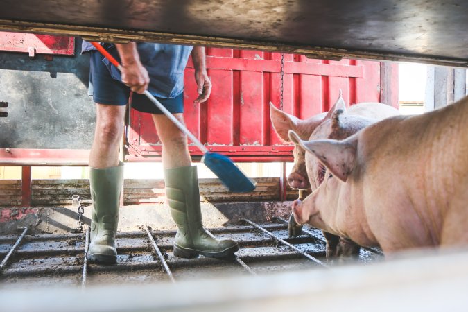 Activists bearing witness to pigs being unloaded at Benalla pig slaughterhouse in Victoria