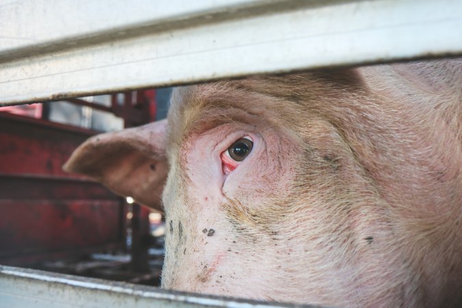 Activists bearing witness to pigs being unloaded at Benalla pig slaughterhouse in Victoria