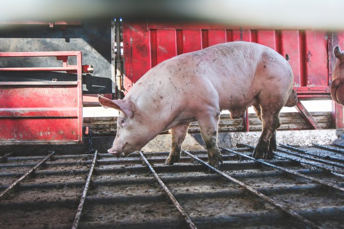 Activists bearing witness to pigs being unloaded at Benalla pig slaughterhouse in Victoria