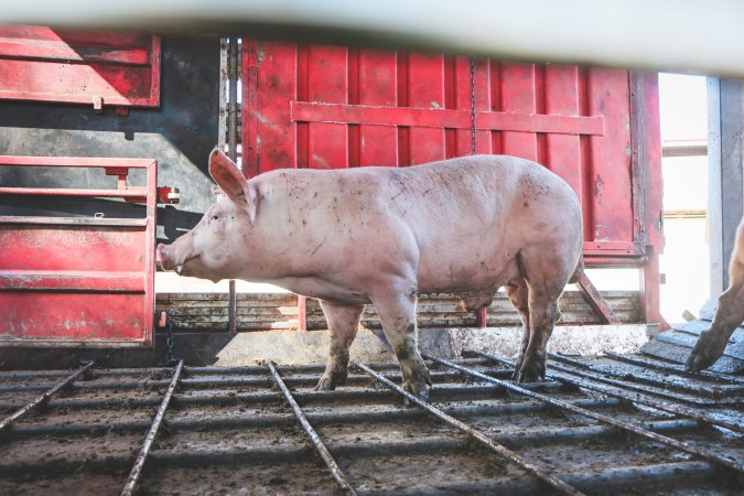 Activists bearing witness to pigs being unloaded at Benalla pig slaughterhouse in Victoria