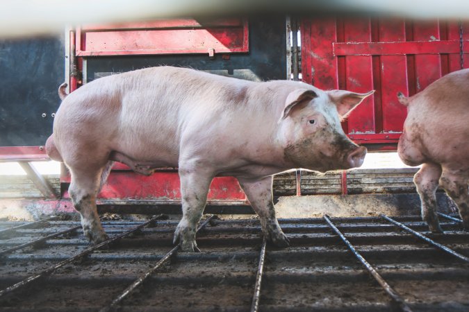 Activists bearing witness to pigs being unloaded at Benalla pig slaughterhouse in Victoria