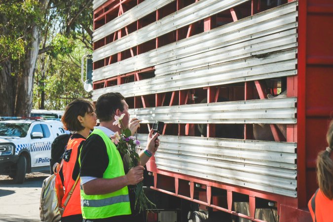 Activists bearing witness to pigs being unloaded at Benalla pig slaughterhouse in Victoria