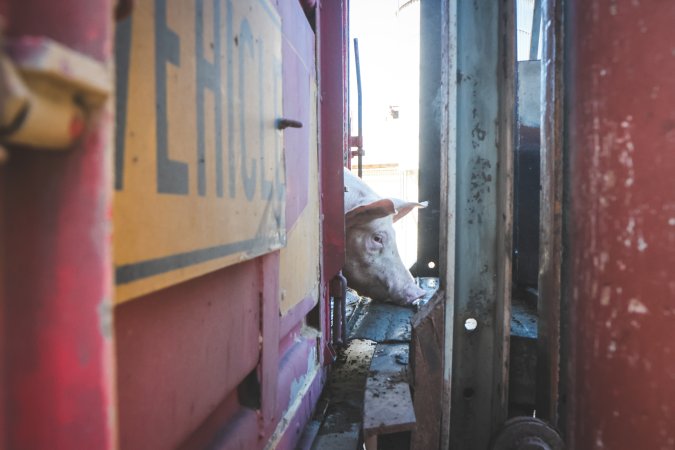 Activists bearing witness to pigs being unloaded at Benalla pig slaughterhouse in Victoria