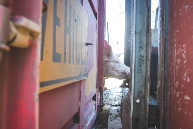 Activists bearing witness to pigs being unloaded at Benalla pig slaughterhouse in Victoria