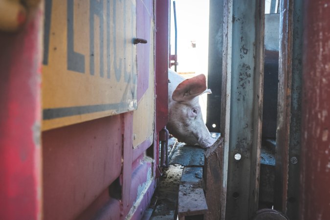 Activists bearing witness to pigs being unloaded at Benalla pig slaughterhouse in Victoria