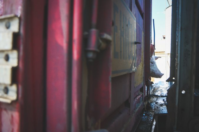 Activists bearing witness to pigs being unloaded at Benalla pig slaughterhouse in Victoria