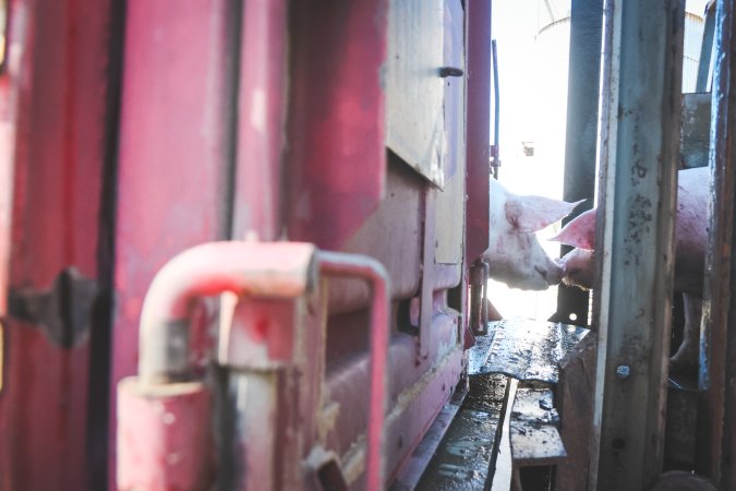 Activists bearing witness to pigs being unloaded at Benalla pig slaughterhouse in Victoria